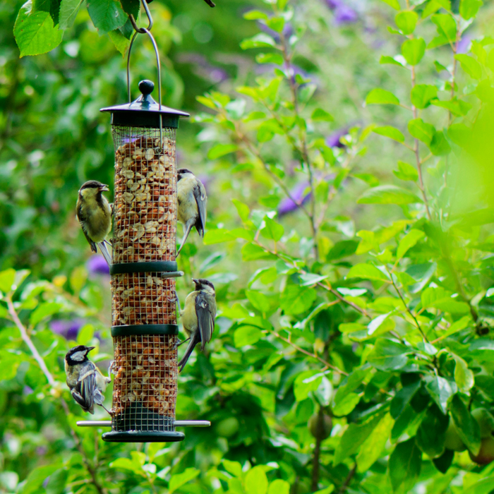 How to care for and clean your bird feeder