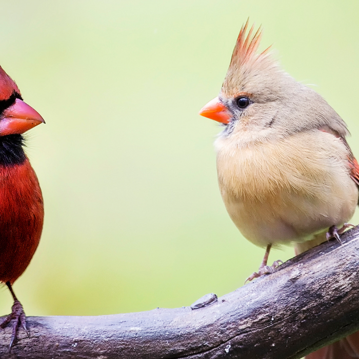 Guide to Attracting Cardinals to Your Backyard