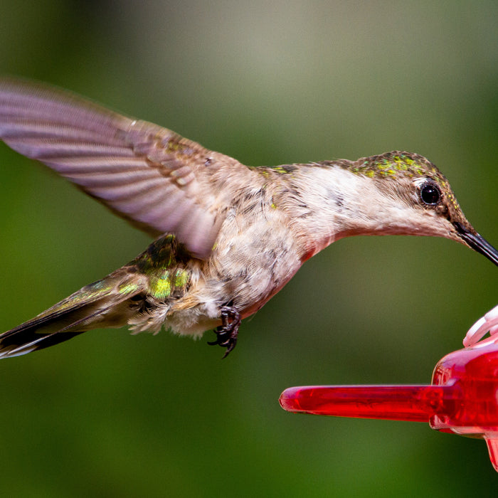 Top 10 Hummingbird Feeding Facts