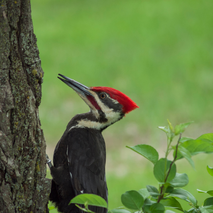 5 Tips to Attract Woodpeckers To Your Backyard