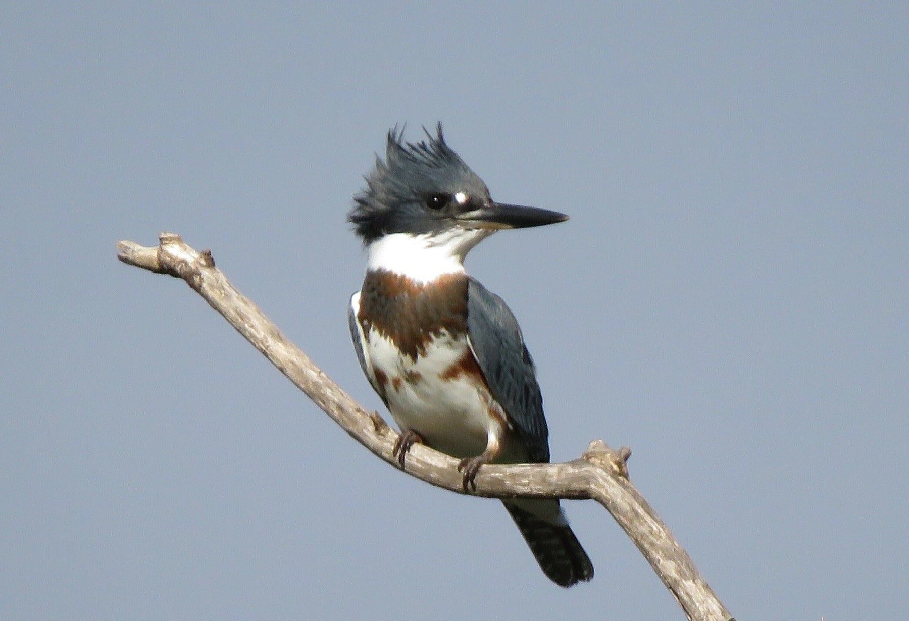 Belted Kingfisher