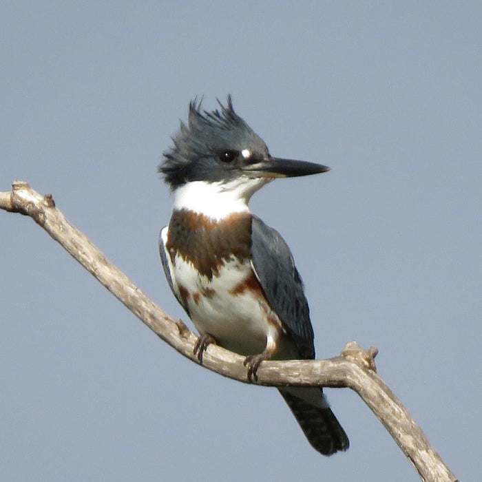Belted Kingfisher