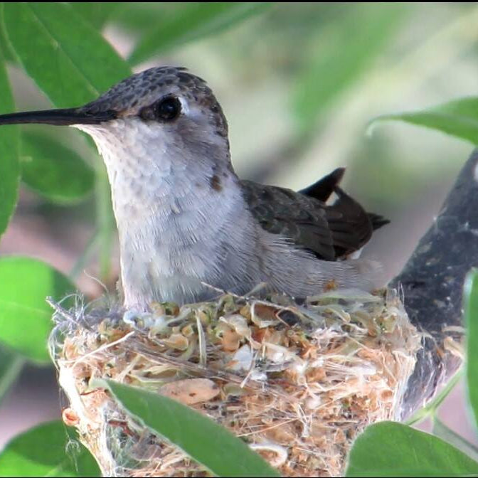 Hummingbird on nest