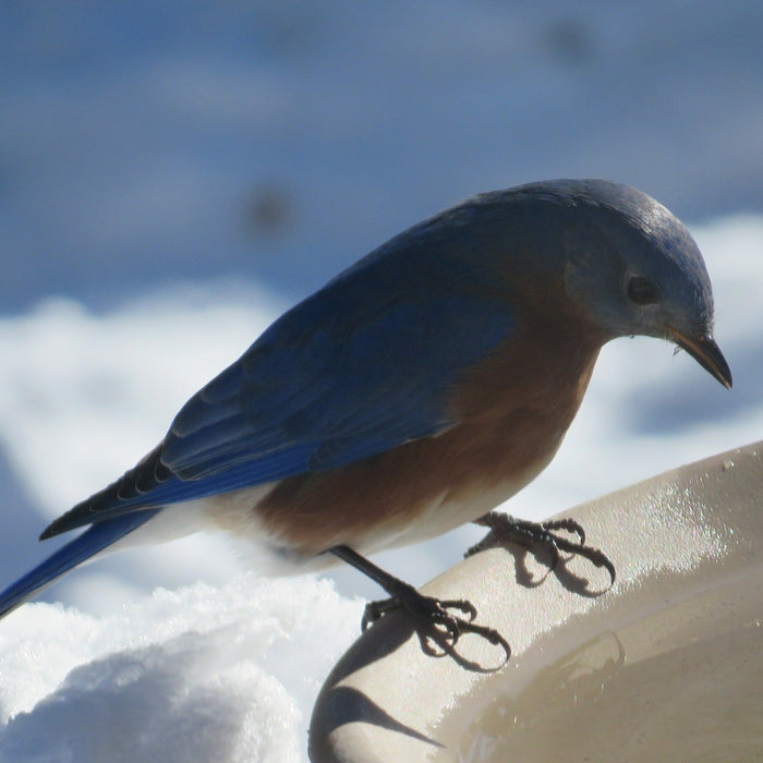 The Joy of Winter Birdwatching: Why Cold Weather Brings the Best Backyard Moments