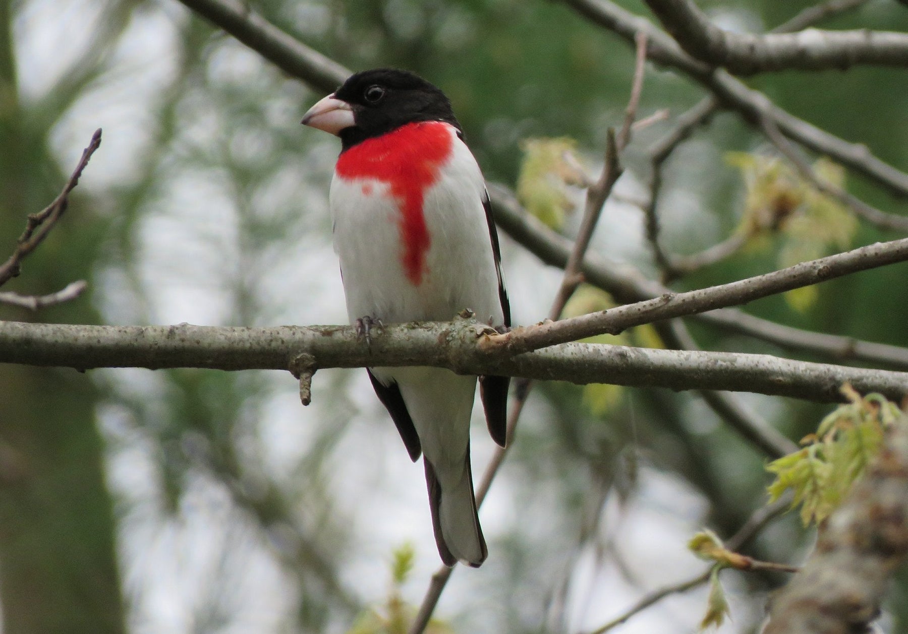 Winter Irruptions: Why Rare Birds Suddenly Appear — and How to Attract Them to Your Yard