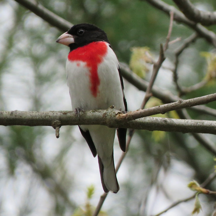 Winter Irruptions: Why Rare Birds Suddenly Appear — and How to Attract Them to Your Yard