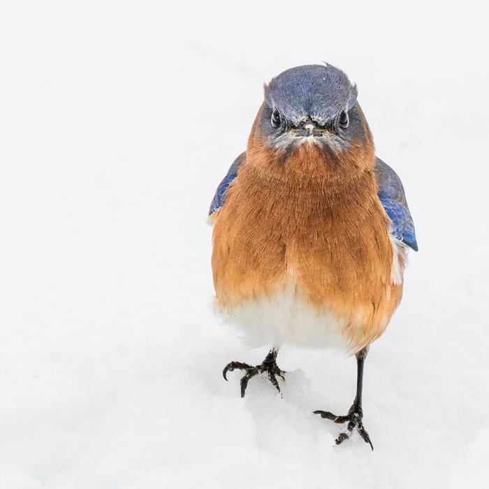How to Find the Perfect Bluebird Feeder