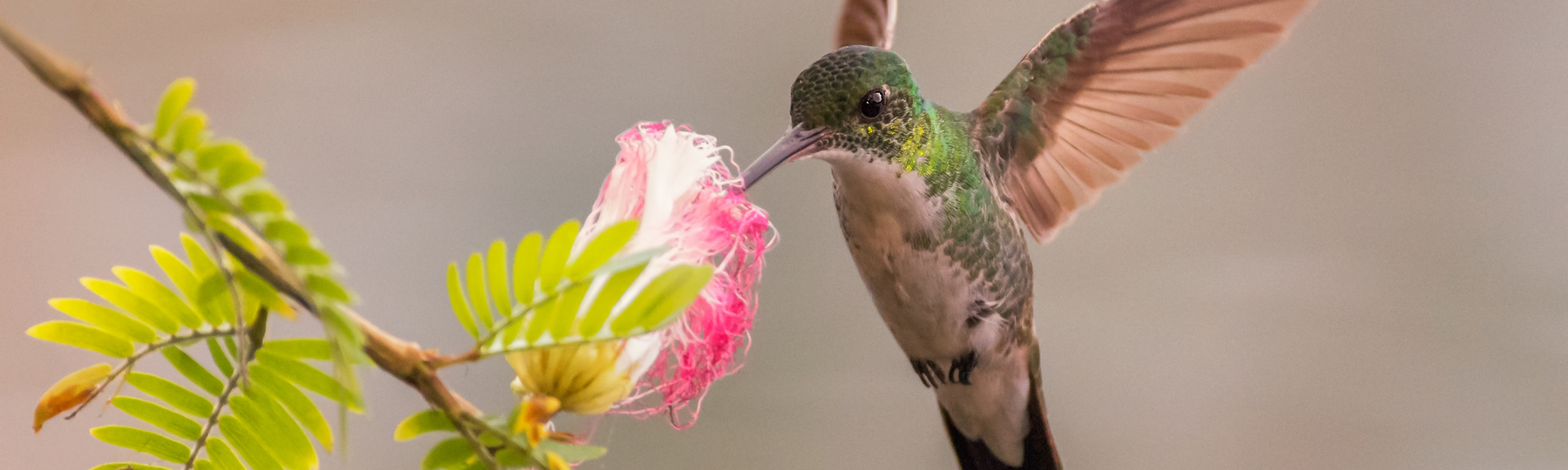 When Do I Stop Feeding Hummingbirds?