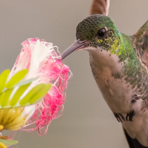When Do I Stop Feeding Hummingbirds?