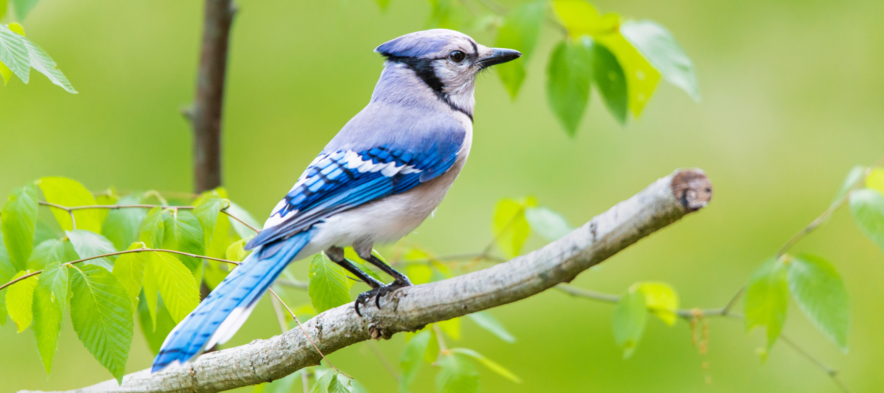 A Birdertown Guide to Attracting Blue Jays