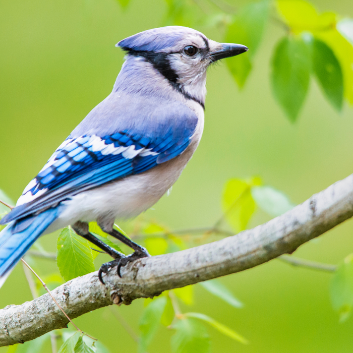 A Birdertown Guide to Attracting Blue Jays