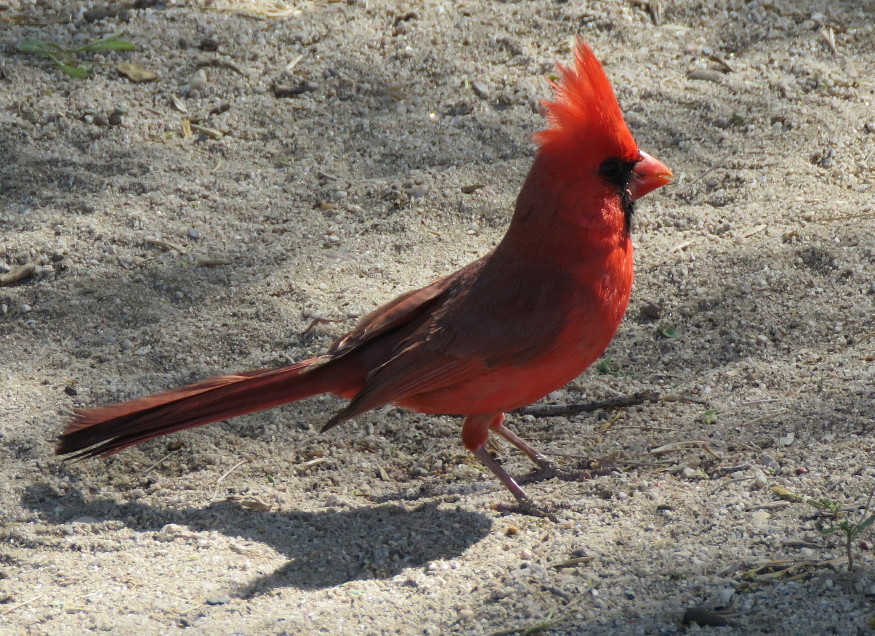 Foods to Avoid Feeding Wild Birds