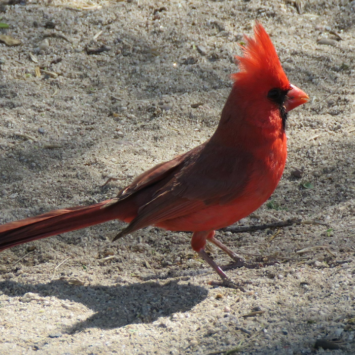 Foods to Avoid Feeding Wild Birds