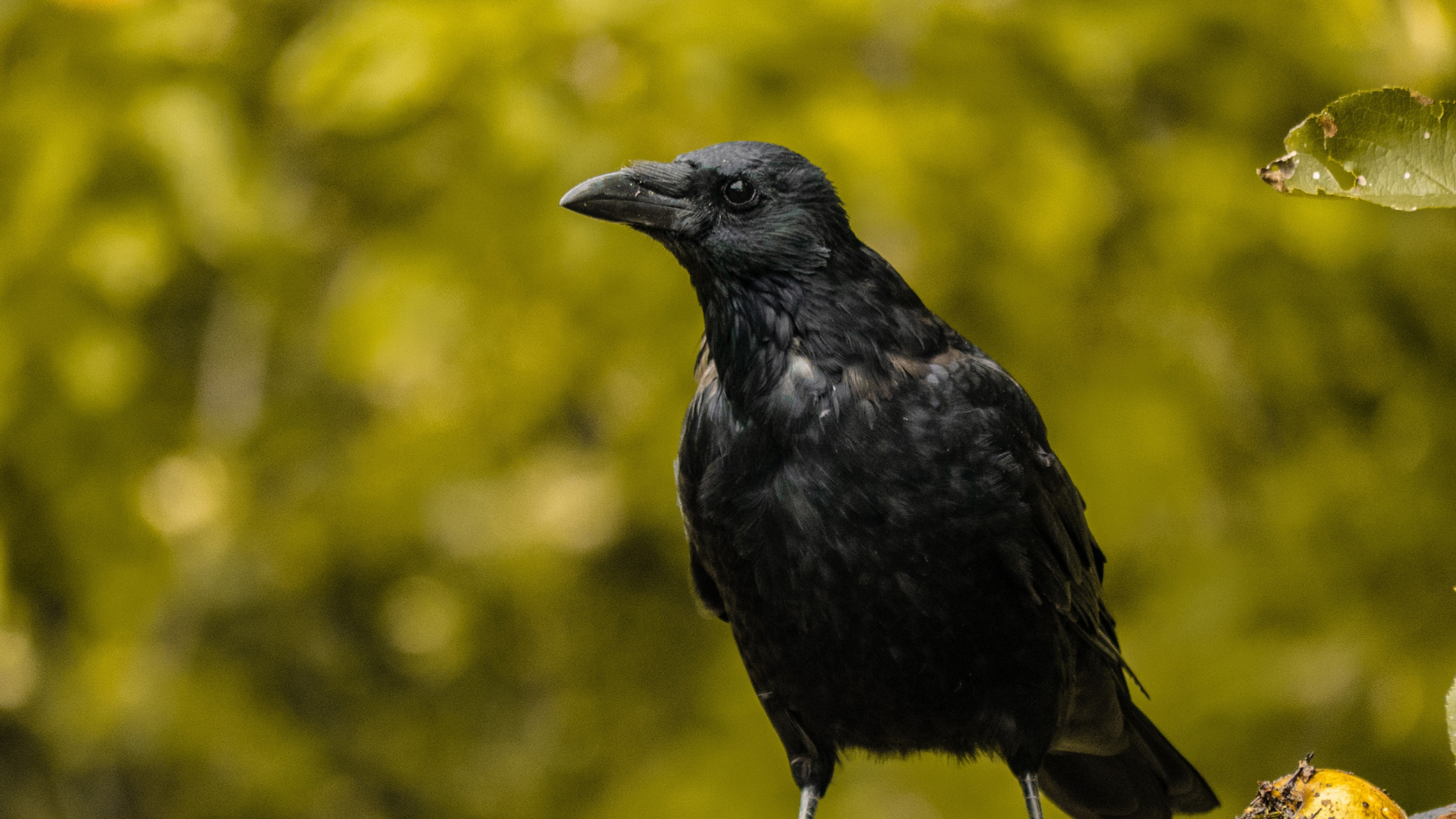 7 Things about Crows that May Surprise You