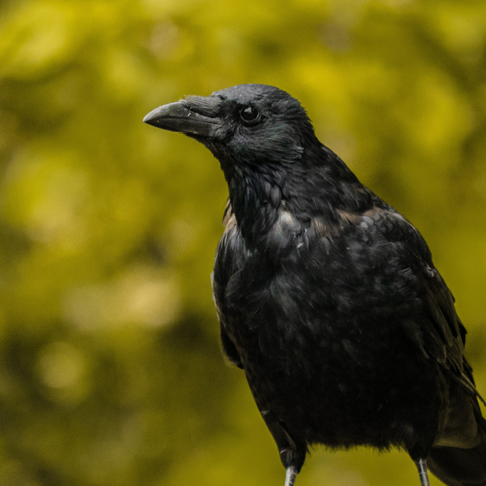 7 Things about Crows that May Surprise You