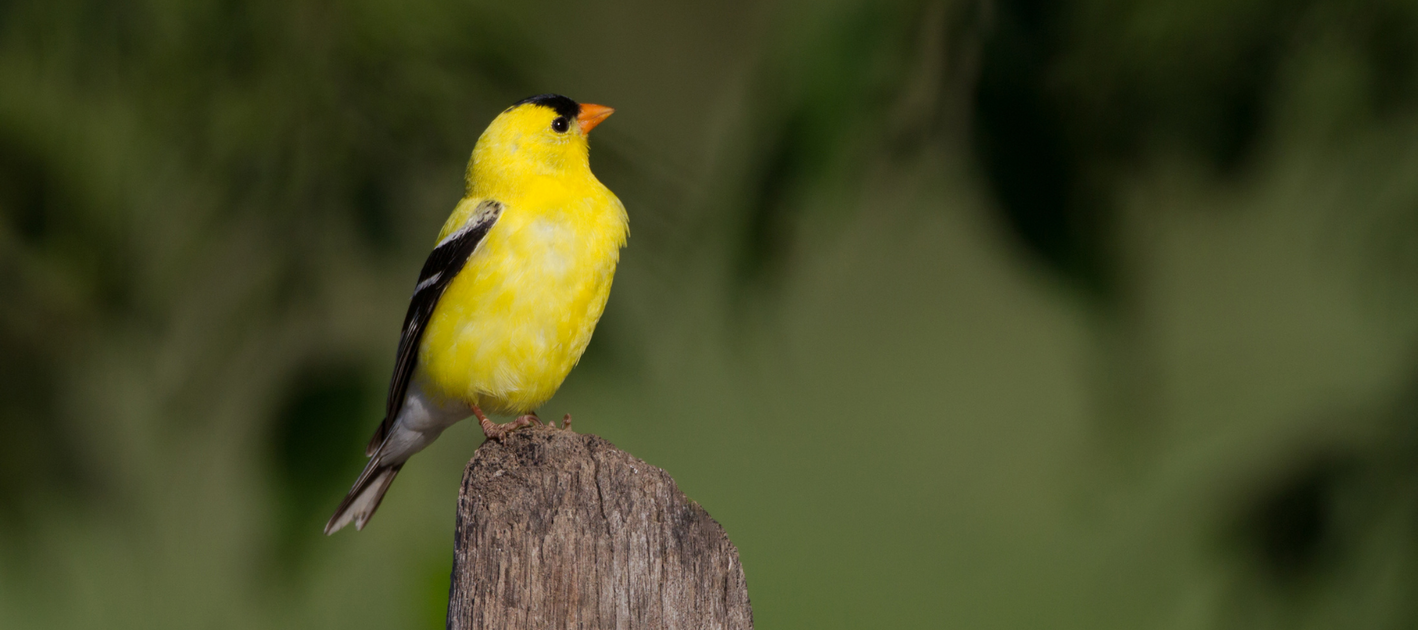 A Guide to Attracting Finches to Your Backyard — Birdertown