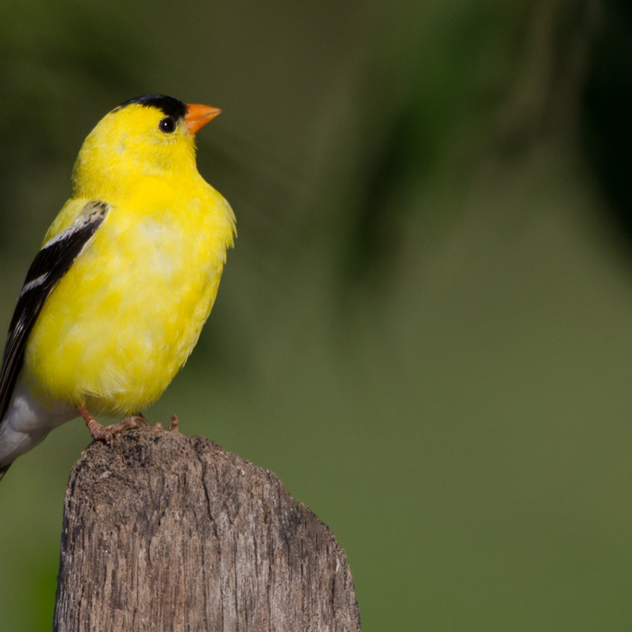 A Guide to Attracting Finches to Your Backyard