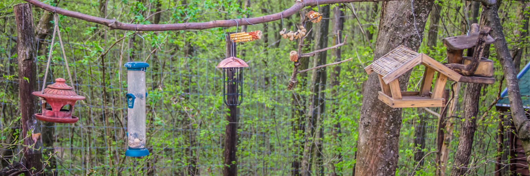 How to Choose the Right Bird Feeder For Your Backyard