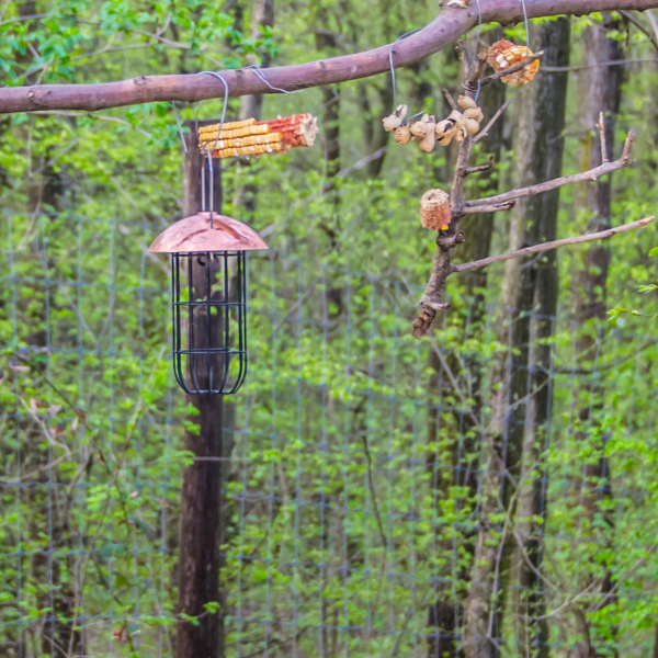How to Choose the Right Bird Feeder For Your Backyard