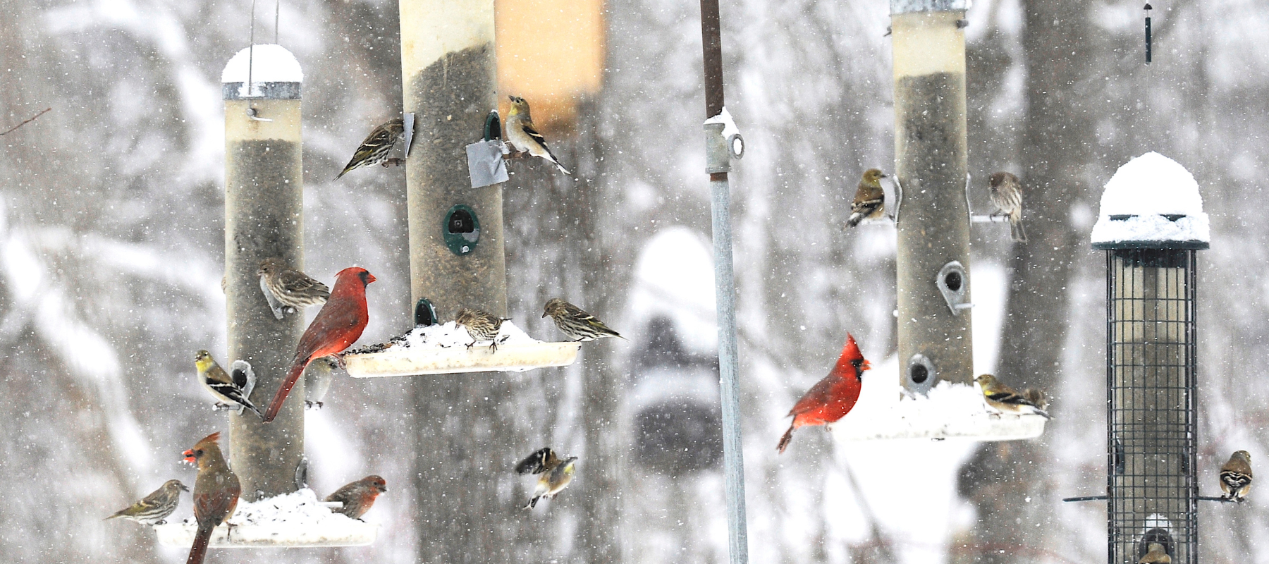 How to Attract Birds During Winter: Heated Bird Baths and More