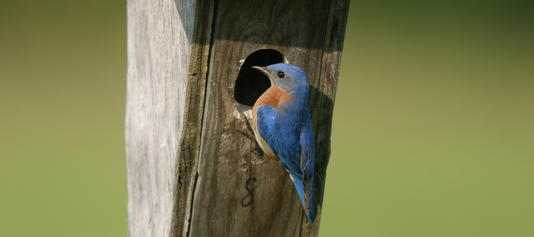 All About Bluebirds and How to Attract Them to Your Backyard