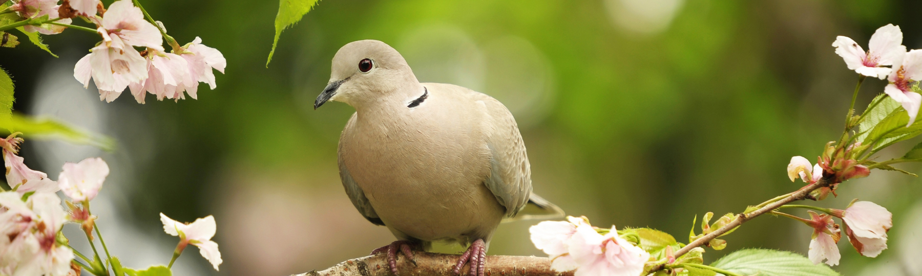 8 Fun Facts about Doves
