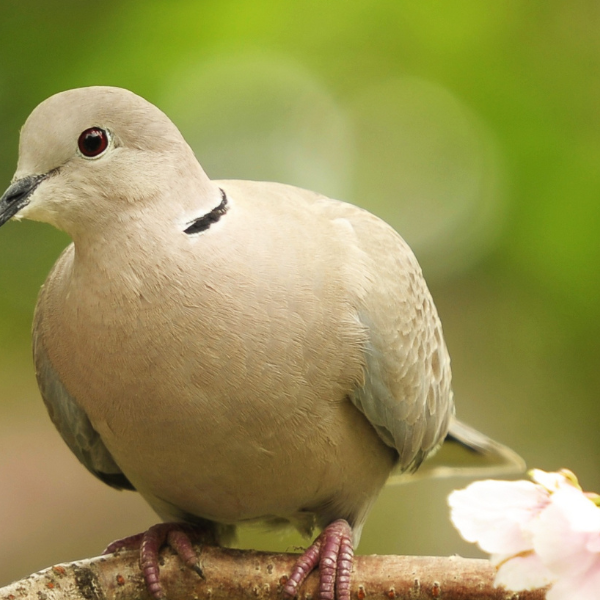 8 Fun Facts about Doves