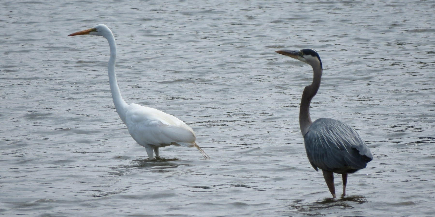 Blue Heron and Egret