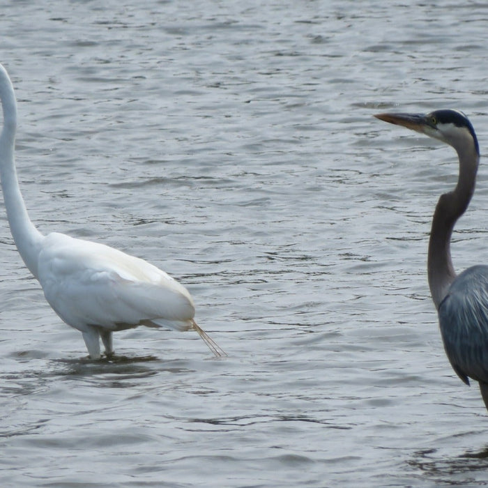 Blue Heron and Egret