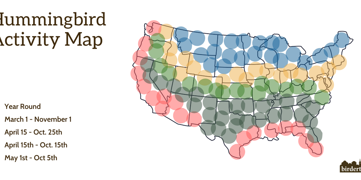 Hummingbird Flight Path Hummingbird Migration Guide — Birdertown