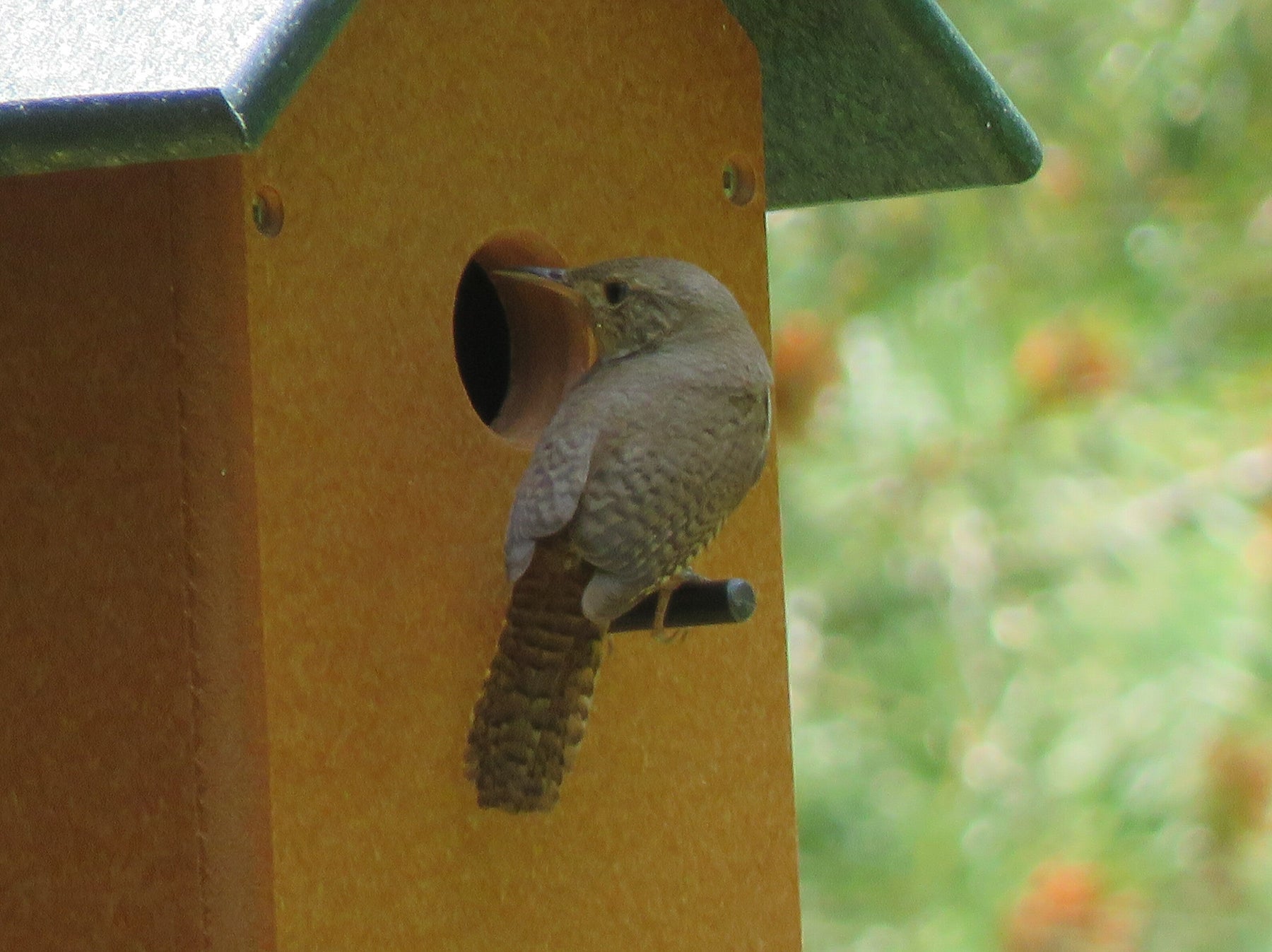 Designing a Nest‑Friendly Yard: How to Turn Your Property Into a Springtime Haven