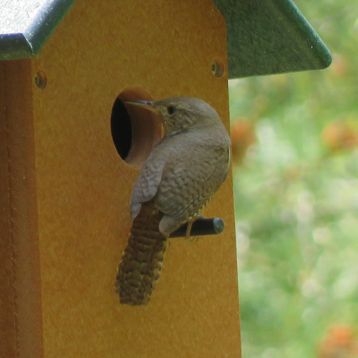 Designing a Nest‑Friendly Yard: How to Turn Your Property Into a Springtime Haven