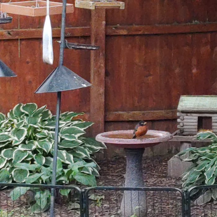 How to Attract Robins to Your Backyard: Feeders, Water Features & Landscaping Tips for Every Season