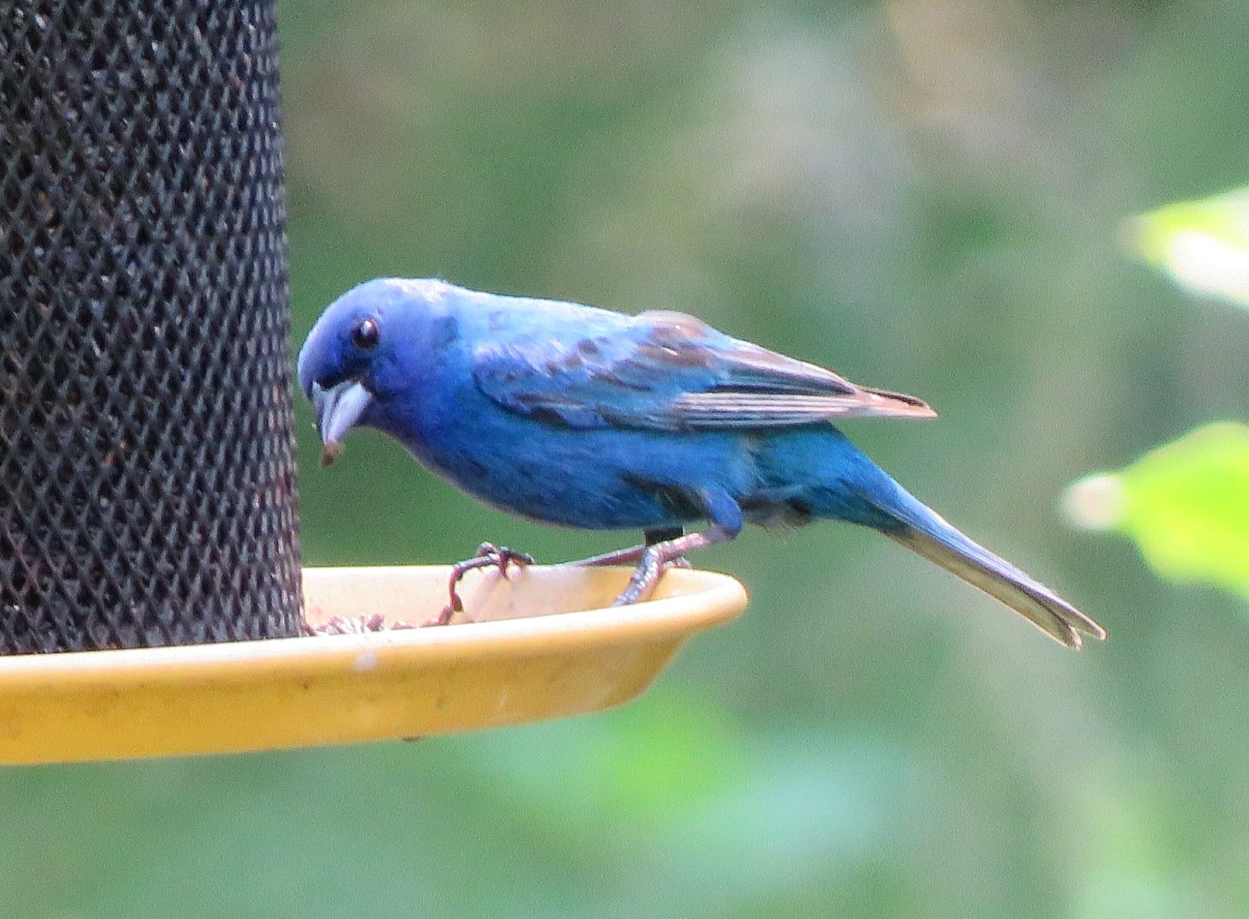 Bird Feeding Mistakes: How to Avoid Common Pitfalls