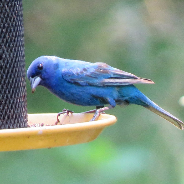 Bird Feeding Mistakes: How to Avoid Common Pitfalls