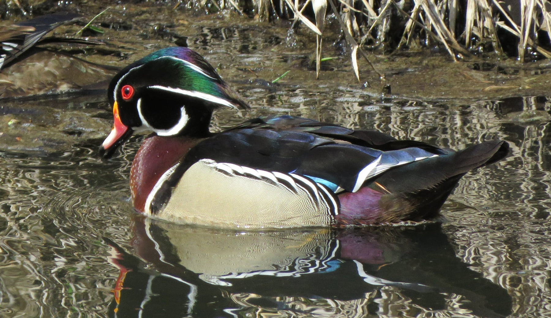 Variety In The World of Birds: A Journey Through Avian Diversity