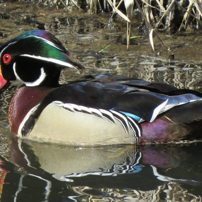 Variety In The World of Birds: A Journey Through Avian Diversity