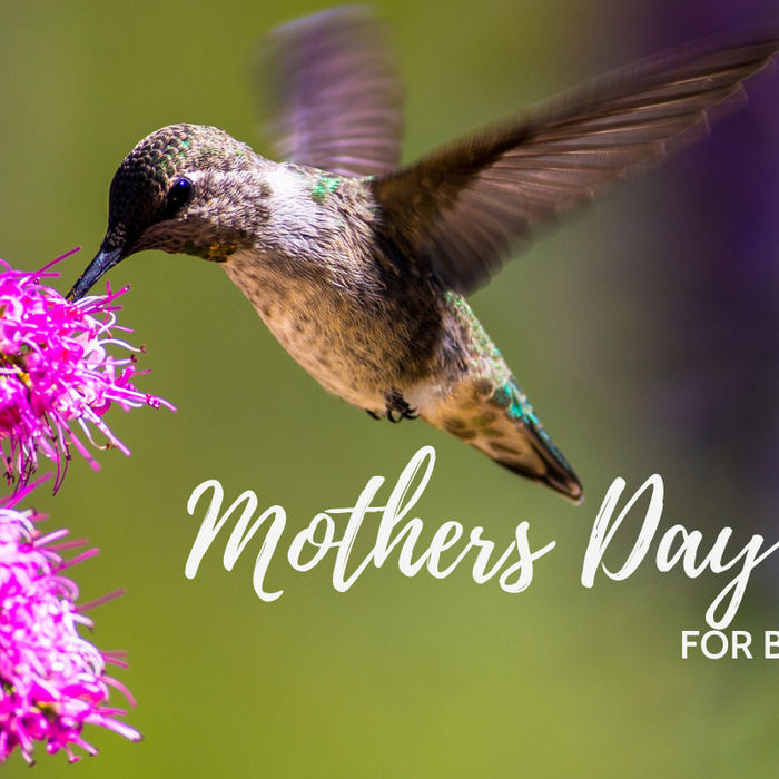 Mother’s Day Gifts for Bird Lovers 