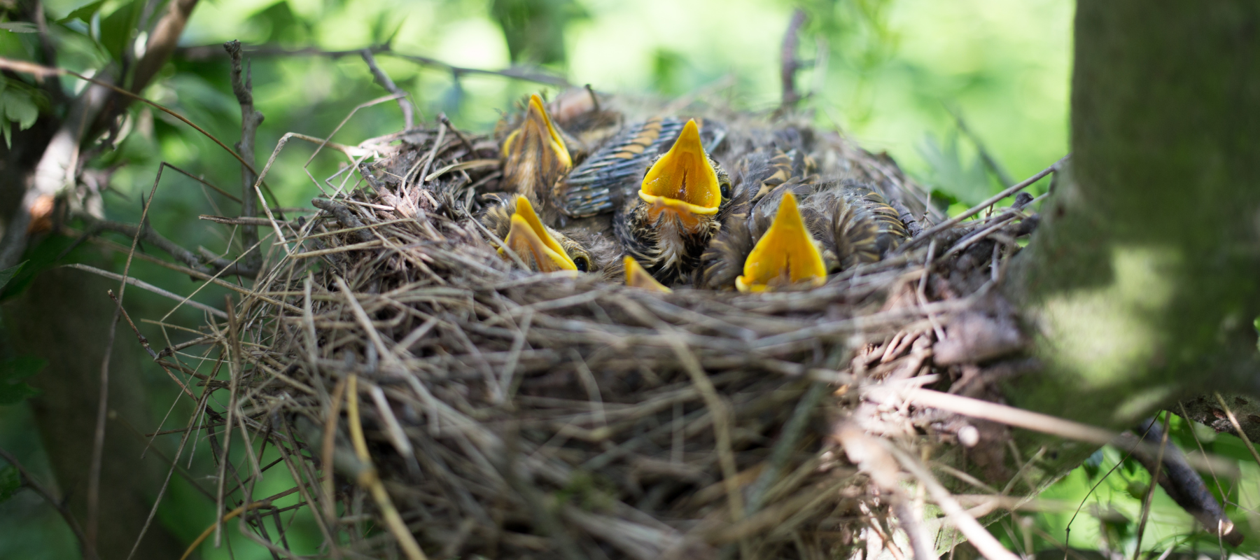 How to get ready for nesting season?