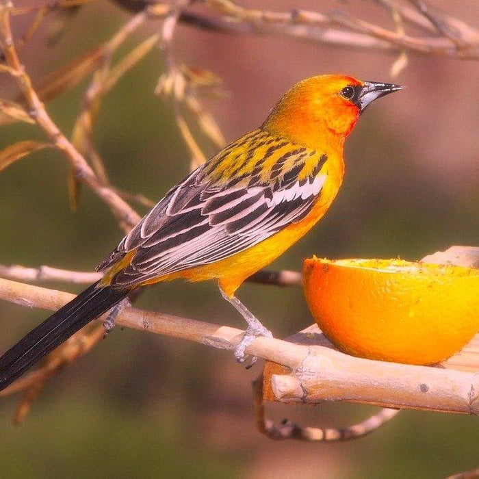 5 Tips to Attract Orioles to Your Backyard