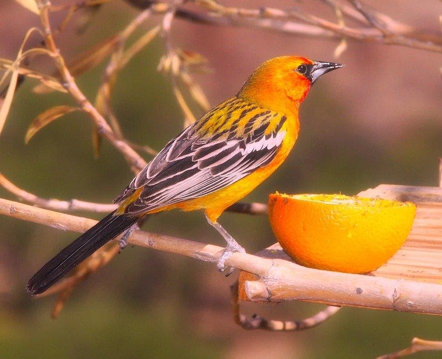 5 Tips to Attract Orioles to Your Backyard