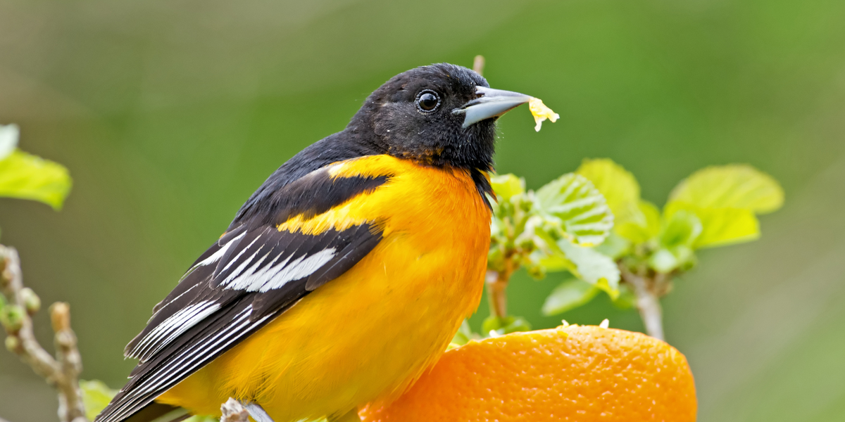 Attracting Baltimore orioles: Put a piece of orange and some jelly