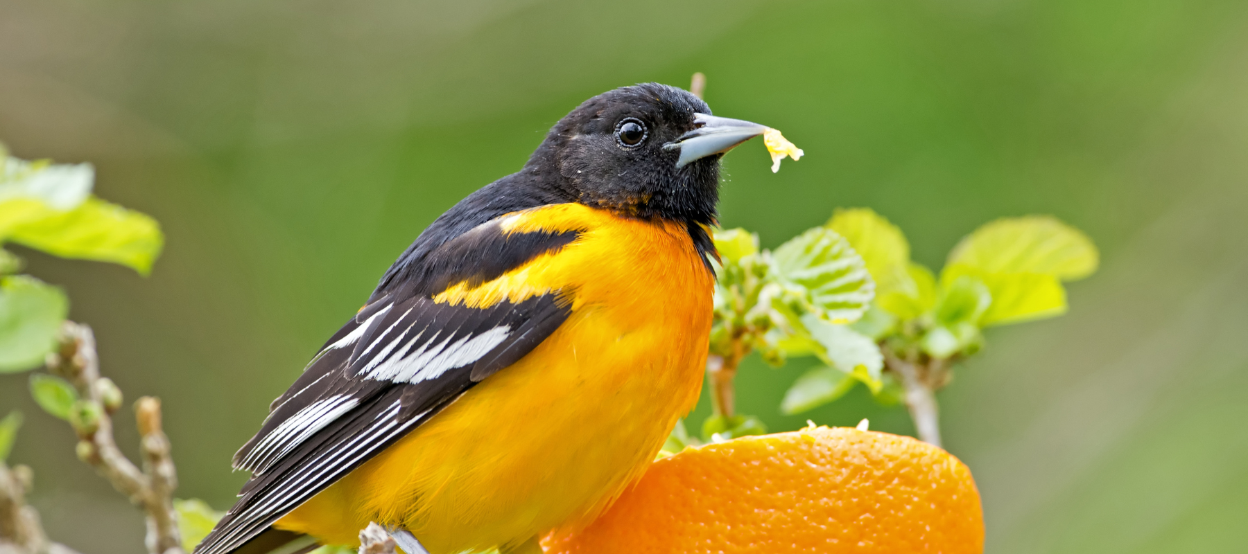 5 Ways to Attract Orioles This Spring