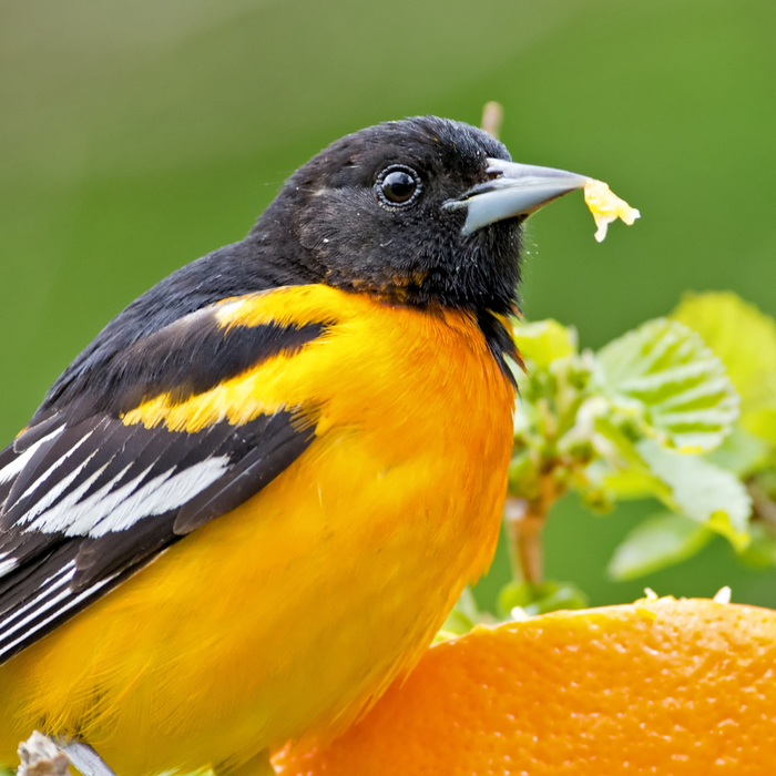 5 Ways to Attract Orioles This Spring