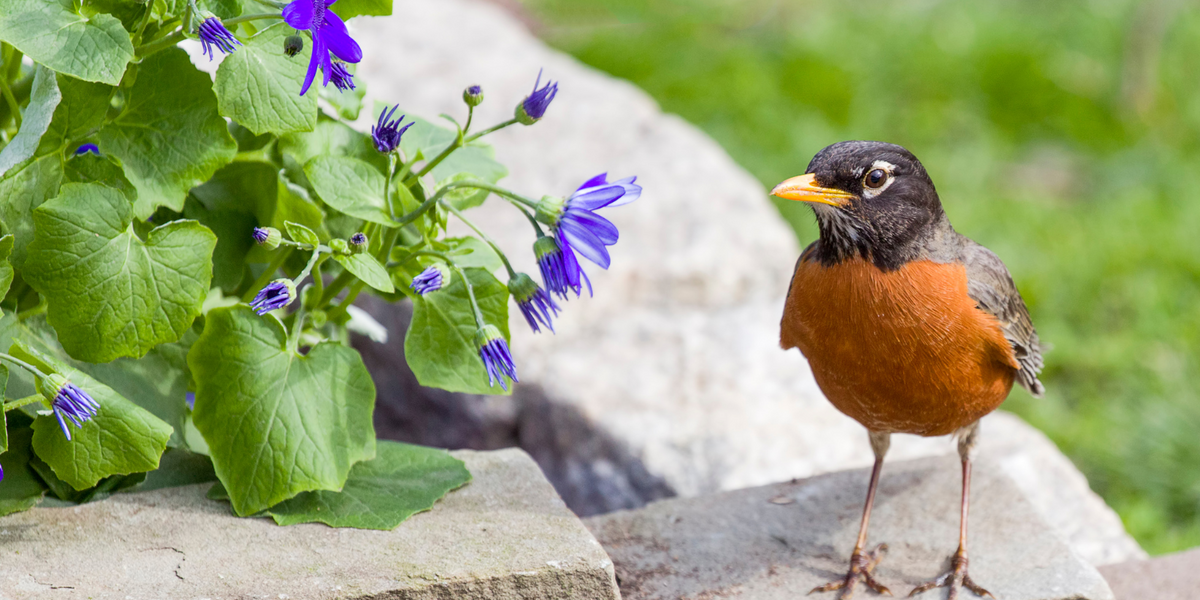 How To Attract Robins to Your Backyard — Birdertown