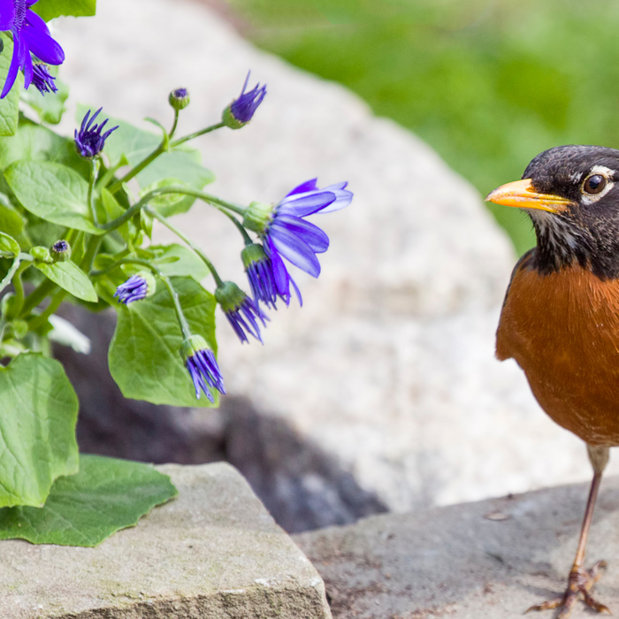 How To Attract Robins to Your Backyard