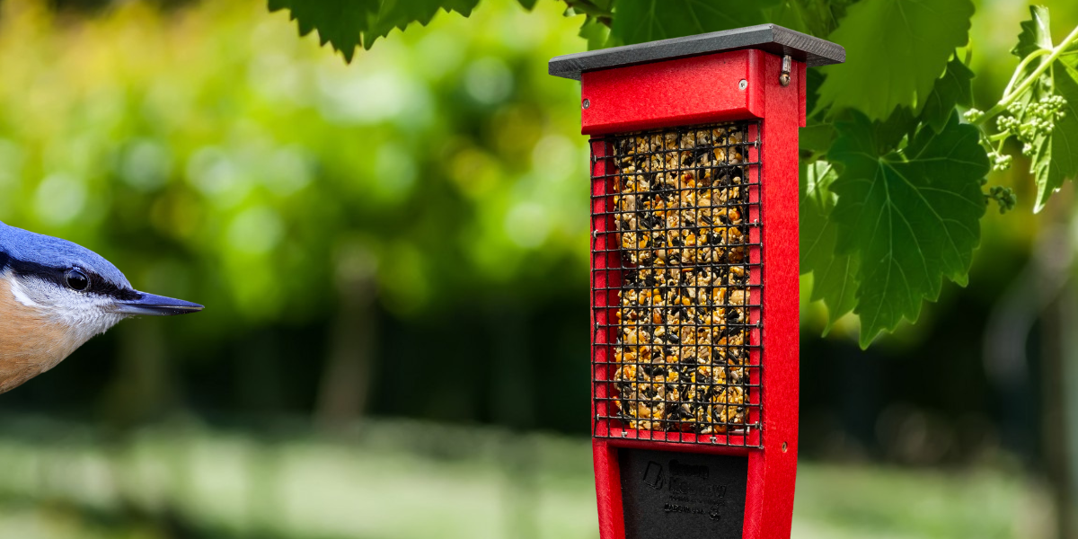 Types of Bird Suet and the Best Suet Feeders — Birdertown