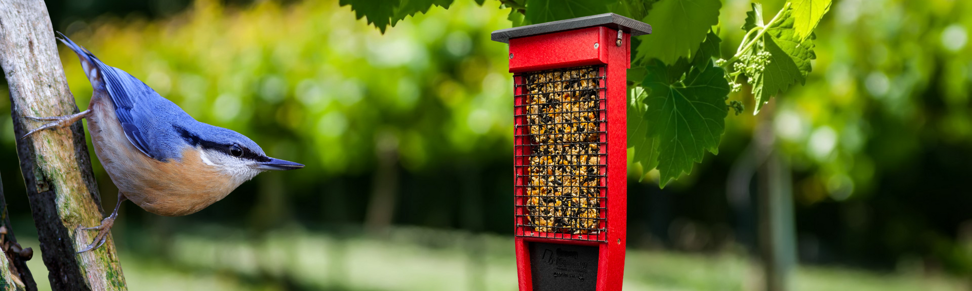 Types of Bird Suet and the Best Suet Feeders — Birdertown