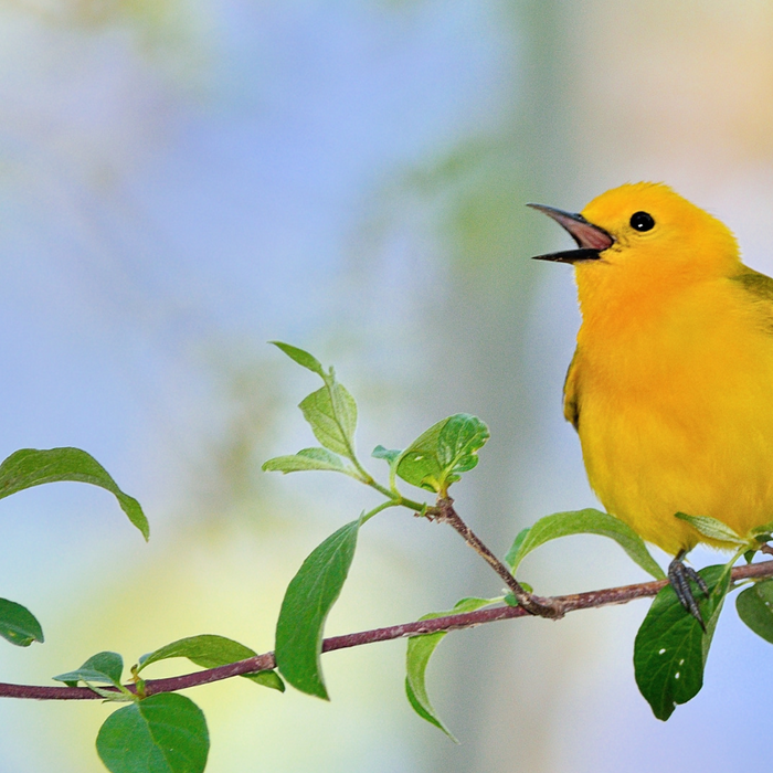 A Complete Guide to Attracting Warblers to Your Backyard
