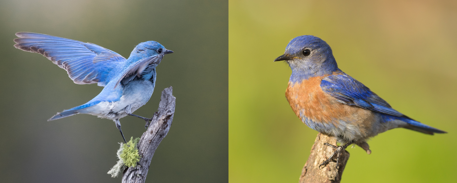 Wildbird online mountain bluebird